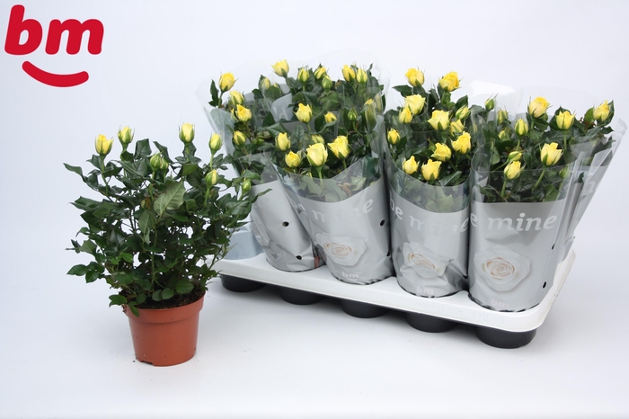 <h4>Rosa Yellow Beau Monde (12 cm)</h4>