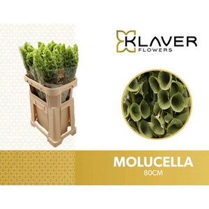 Moluccella Stuk