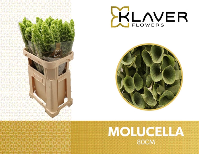 <h4>Moluccella Stuk</h4>