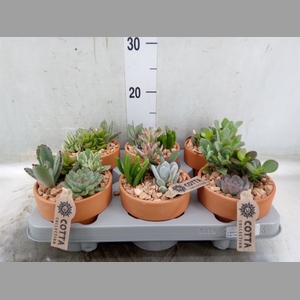 Arr.  Succulents L%