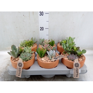 Arr.  Succulents L%