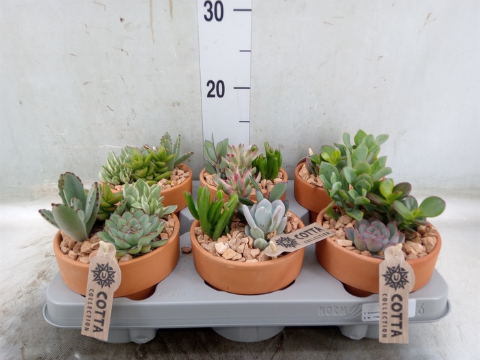 <h4>Arr.  Succulents L%</h4>