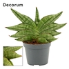 Sansevieria Classic fan 6 cm (Decorum)