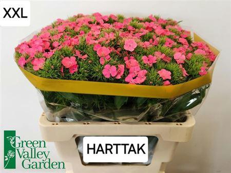 <h4>Di Barb S Will Pink</h4>