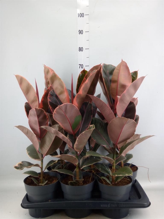 <h4>Ficus elastica 'Belize'</h4>