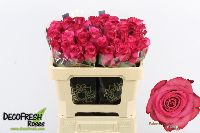 <h4>R Gr Paloma Royale</h4>