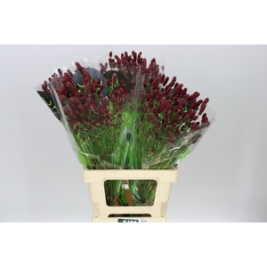 Sanguisorba Off Red Dream