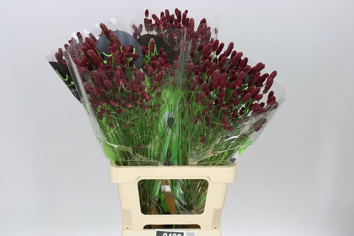<h4>Sanguisorba Off Red Dream</h4>