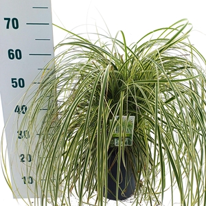 Carex oshimensis
