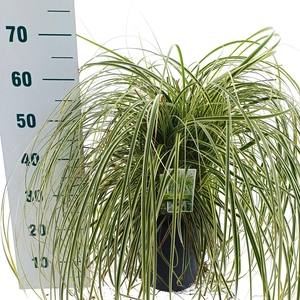 Carex oshimensis