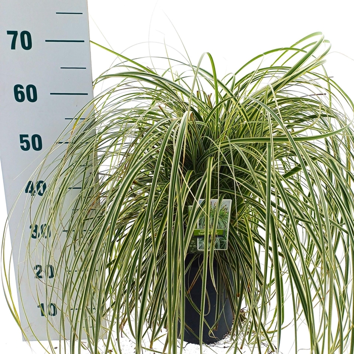 <h4>Carex oshimensis</h4>