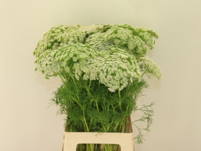 <h4>Ammi Visnaga</h4>