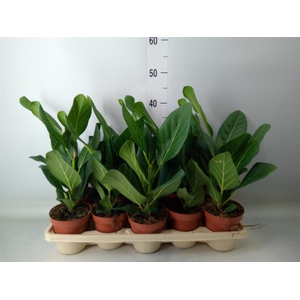 Ficus benghalensis 'Audrey'