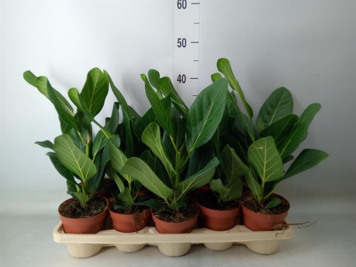 <h4>Ficus benghalensis 'Audrey'</h4>