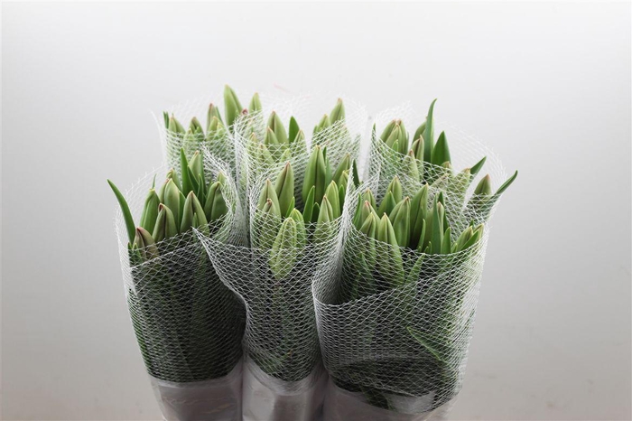 <h4>Tu Fr En Romaine</h4>