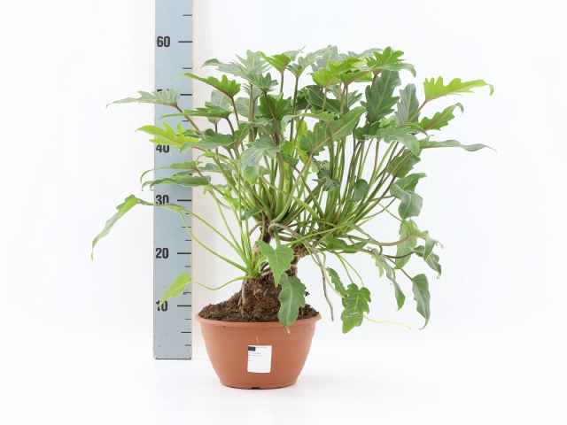 Philodendron xanadu 22Ø 65cm