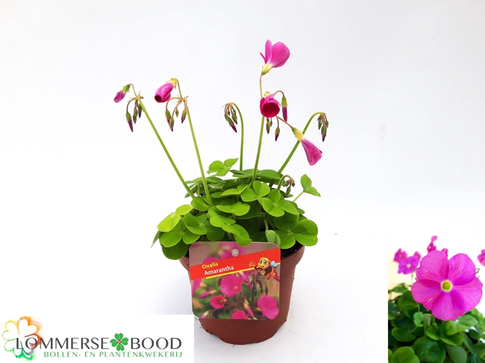 OXALIS BOW AMARANTHA