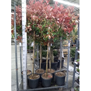 Photinia fraseri