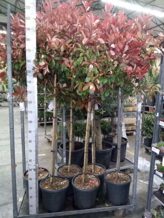 <h4>Photinia fraseri</h4>