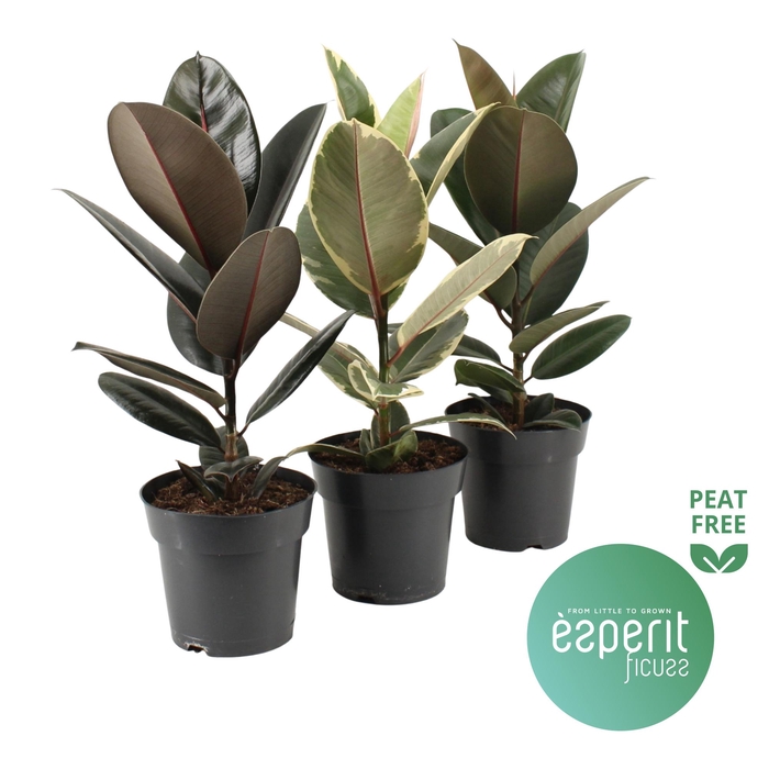 <h4>Ficus elastica Mix 2-3 srt.</h4>