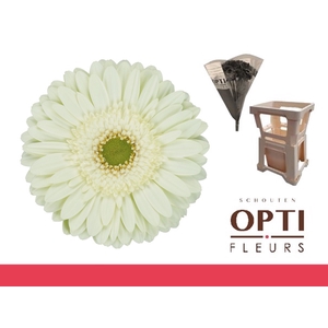 Gerbera Mint Water / Hoes