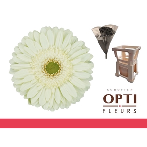 GE GR MINT-Water hoes