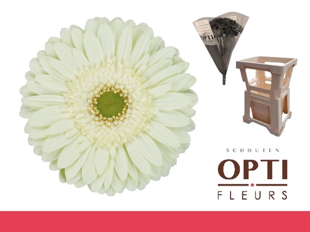 <h4>GE GR MINT-Water hoes ongelijk</h4>