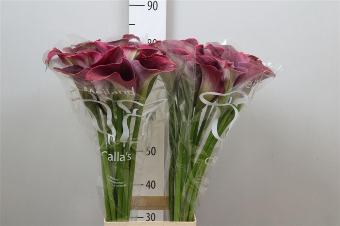 <h4>Zant Capt Promise</h4>