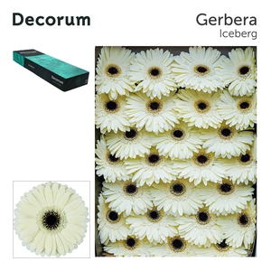 Gerbera Iceberg Doos