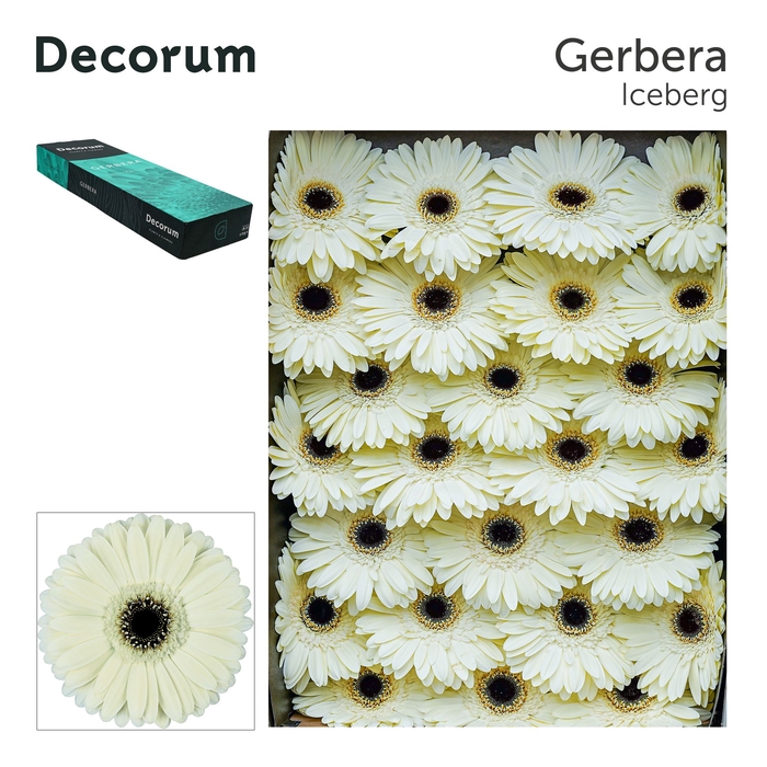 <h4>Gerbera Iceberg Doos</h4>