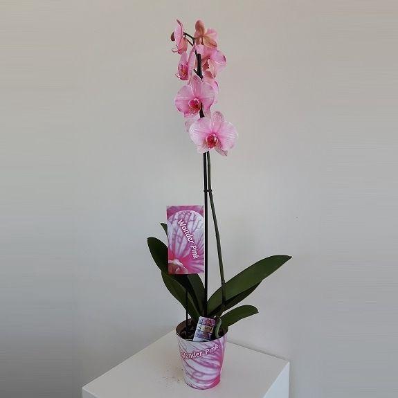 <h4>Wonder Pink 1 tak</h4>