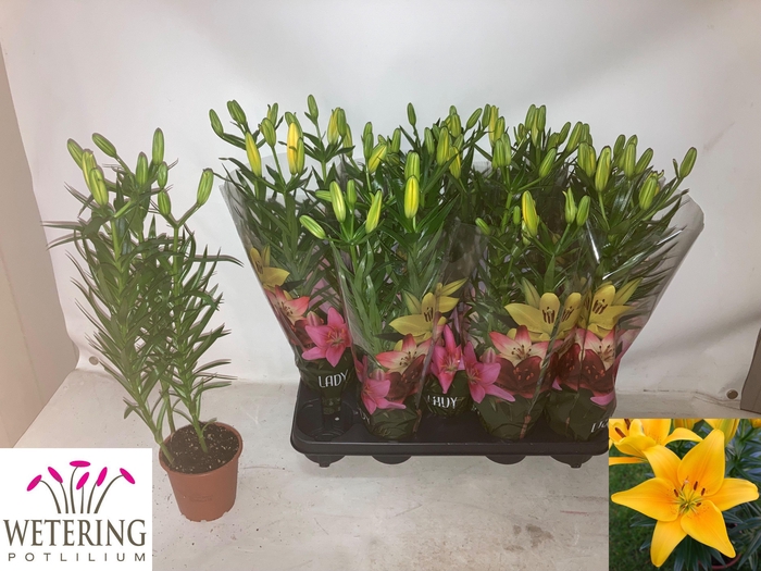 <h4>LIL AS TINY BEE</h4>