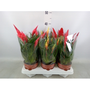 Vriesea  MF   ...mix 3