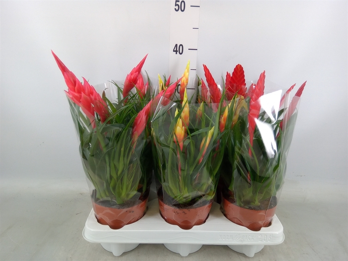 <h4>Vriesea  MF   ...mix 3</h4>