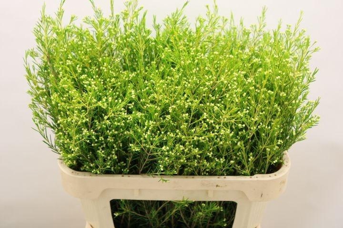 <h4>Chame Un Ofir</h4>