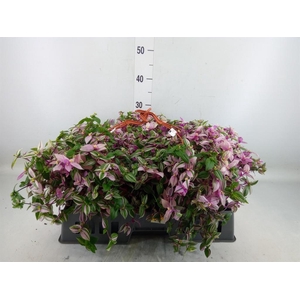 Tradescantia flum. 'Quadricolor'