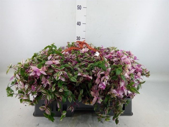 <h4>Tradescantia flum. 'Quadricolor'</h4>