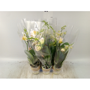 Phalaenopsis multi.   ...yellow
