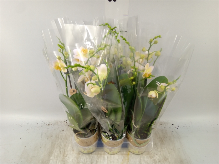 <h4>Phalaenopsis multi.   ...yellow</h4>