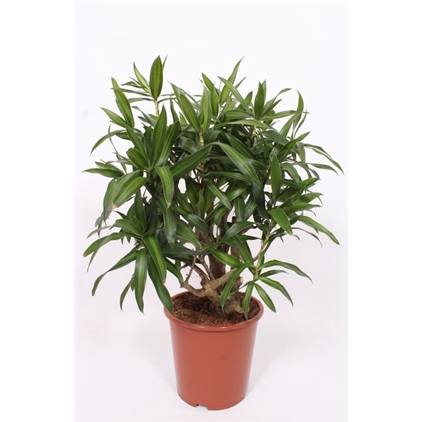 <h4>Dracaena Song of Jamaica</h4>