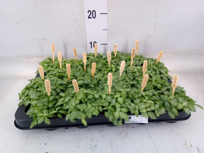 <h4>Fittonia verschaf.</h4>