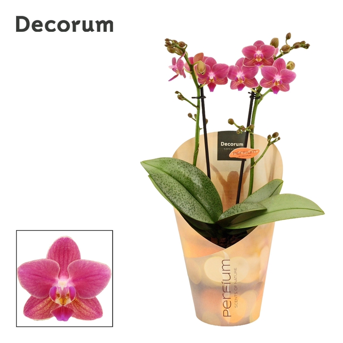 <h4>Phalaenopsis perfíum 2+ tak Amorion (Decorum)</h4>