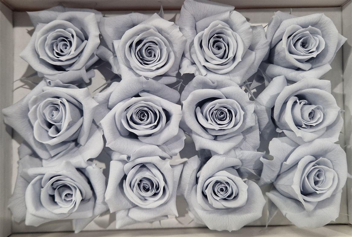 <h4>Ro Pres Mini Grey</h4>