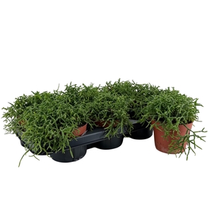 RHIPSALIS BURCHELLII