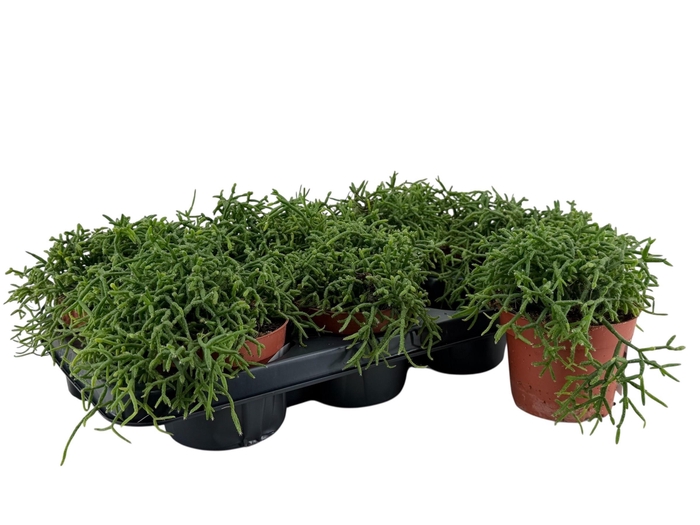 <h4>RHIPSALIS BURCHELLII</h4>