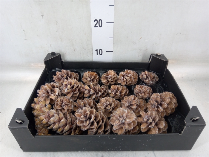 Decoratieve materialen   ...H%