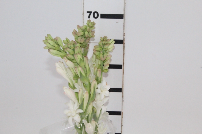 <h4>ANGELICA 070 CM</h4>