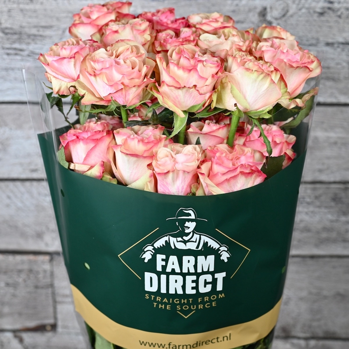 <h4>R GR COUNTRY CANDY</h4>