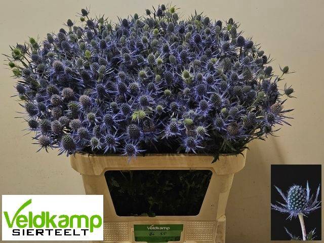 <h4>Eryng Magical Blue Lagoon Veldkamp</h4>