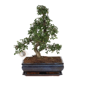 Bonsai 'Zelkova parv.' in ø30cm Ceramic S-Shape with Saucer